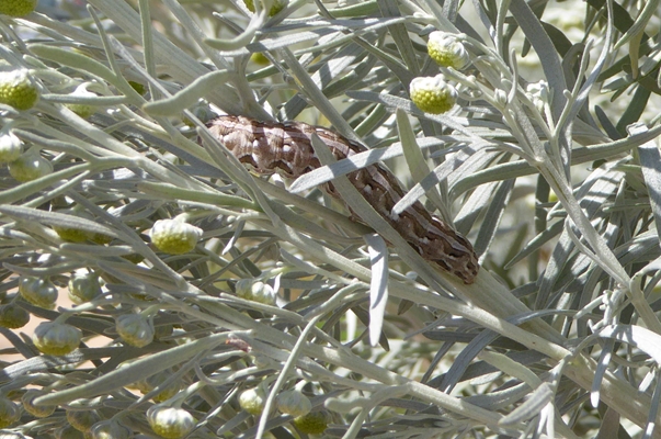 Cucullia (Cucullia) hartigi, Noctuidae